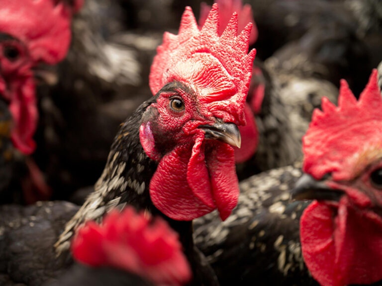 台灣山區放牧養雞場實景，高畫質呈現有色雞在自然環境中的活動狀態，反映放牧式飼養、友善環境畜產與飲食文化變遷的田野觀察。