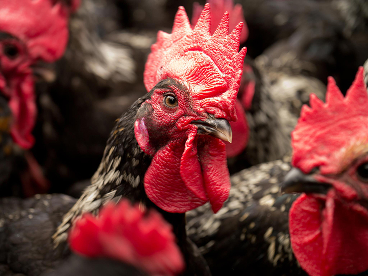 台灣山區放牧養雞場實景，高畫質呈現有色雞在自然環境中的活動狀態，反映放牧式飼養、友善環境畜產與飲食文化變遷的田野觀察。