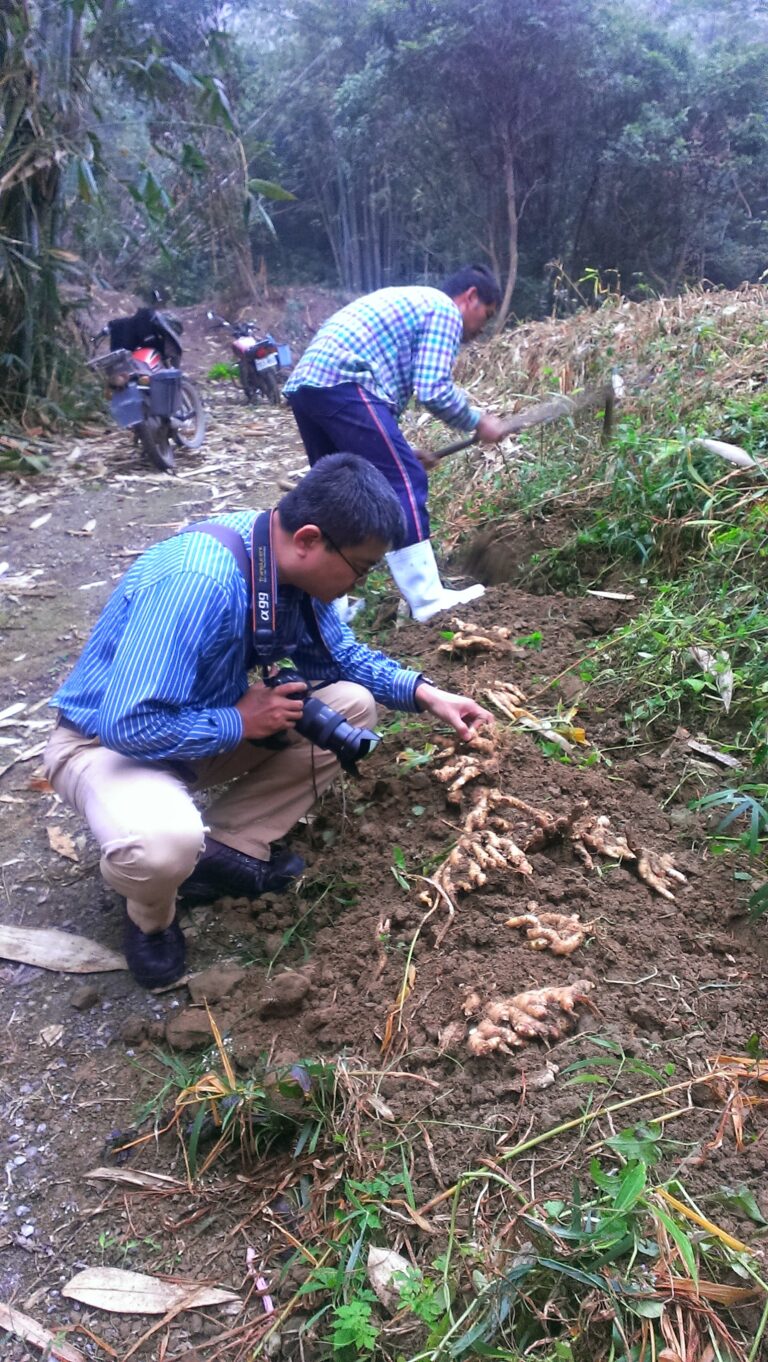 周端政與合作小農在台灣山區的農田進行生薑採收，實地紀錄友善環境農業與農產供應鏈現場，展現文化系統觀察者與樸活品牌對土地與生產者的永續承諾。