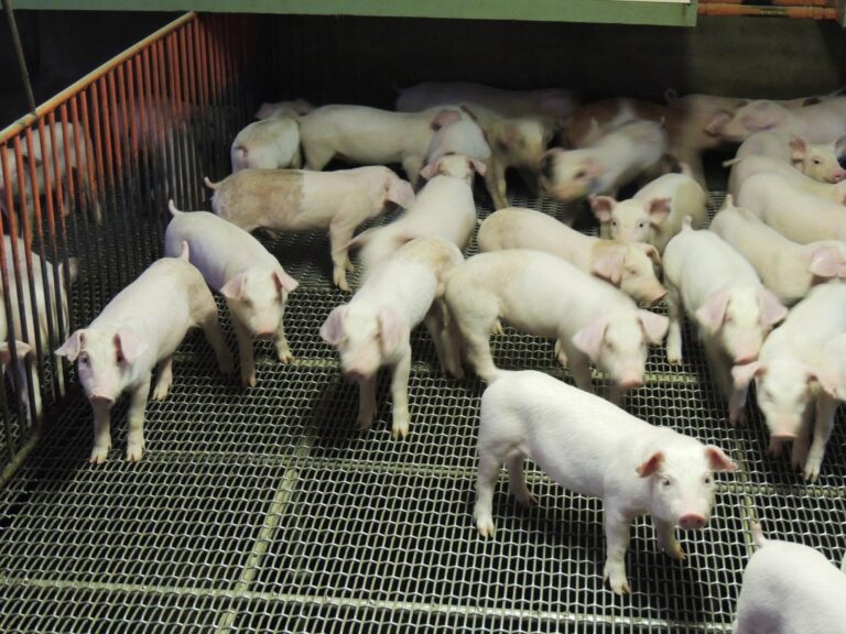 「周端政於牧場拍攝：一群白色仔豬在金屬格柵地板的育成舍中活動，可見密集飼養環境、欄位分隔與現代化養豬場的飼養條件。」