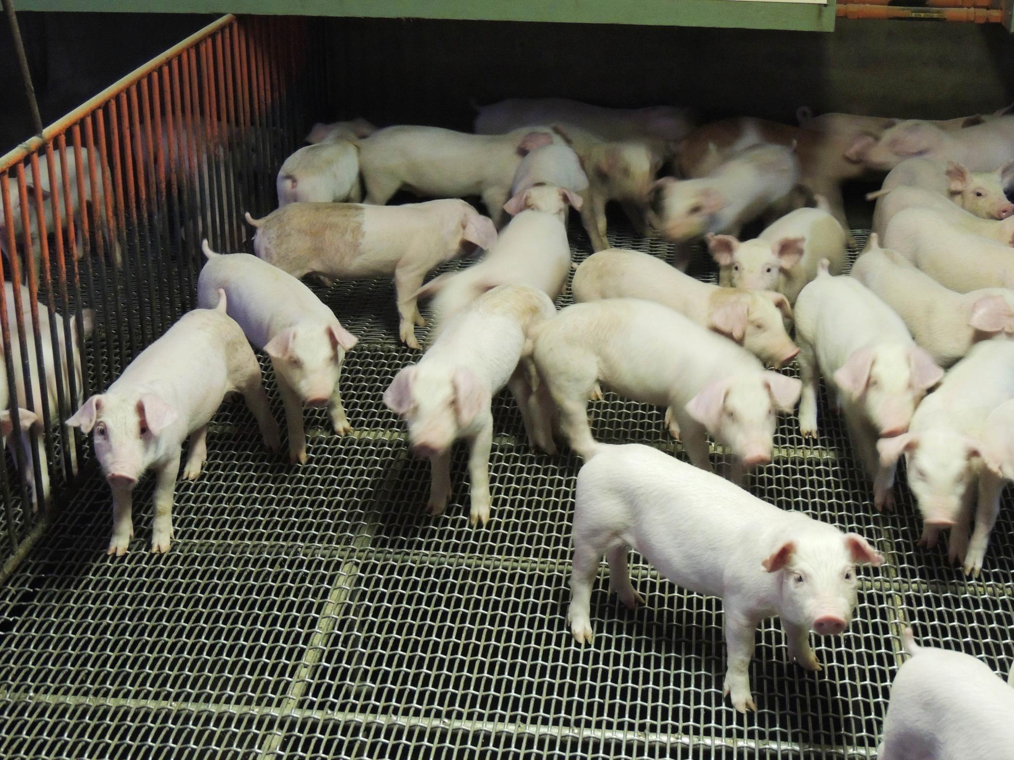 「周端政於牧場拍攝：一群白色仔豬在金屬格柵地板的育成舍中活動，可見密集飼養環境、欄位分隔與現代化養豬場的飼養條件。」