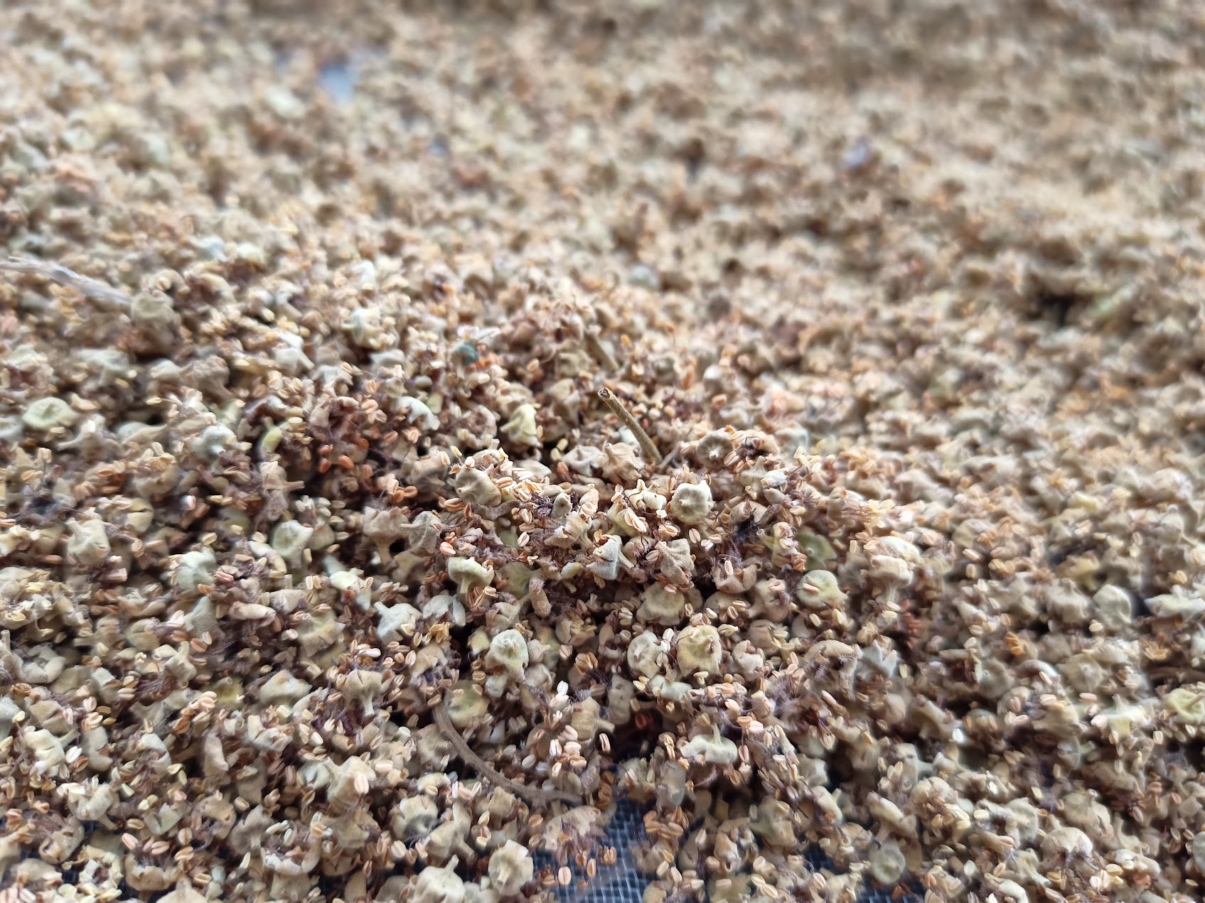 乾燥した龍眼花の質感がわかる近接写真。花の形と花粉の名残が見える