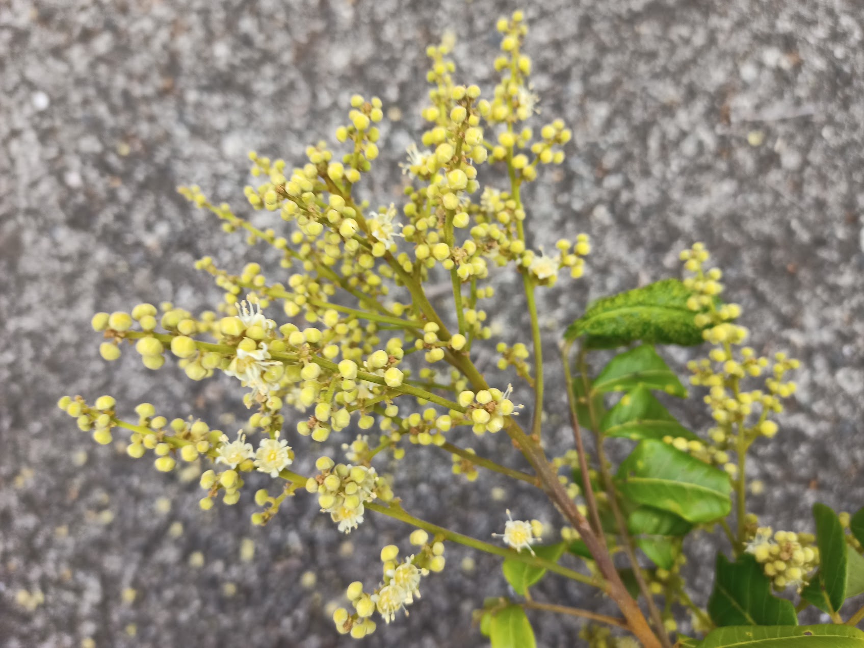 つぼみと咲き始めの小花が見える龍眼の花序の近接写真