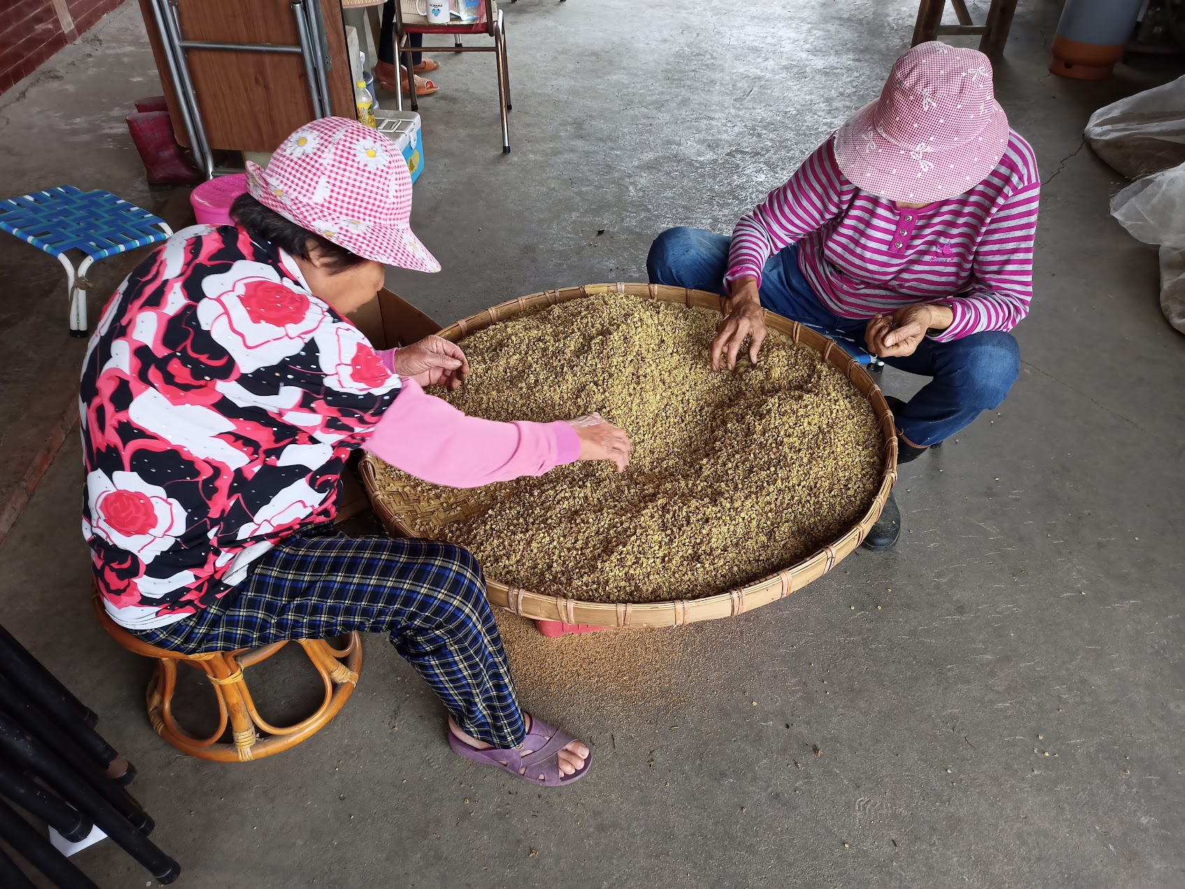 大きな竹ざるの中で、採りたての龍眼花を手作業で選り分ける農村の年配者たち