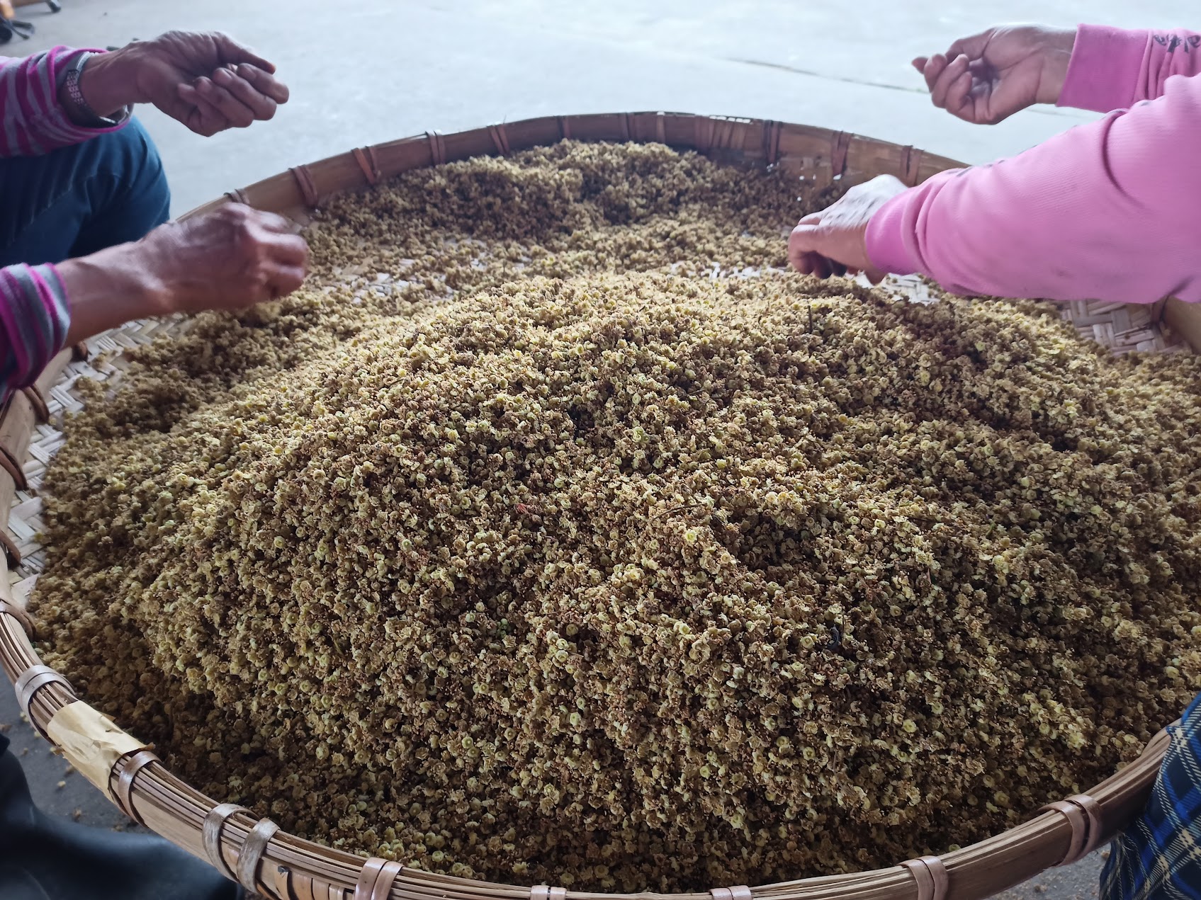採ったばかりの新鮮な龍眼花を竹ざるに集め、小枝を取り除きながら天日干し前の選別を行っている様子