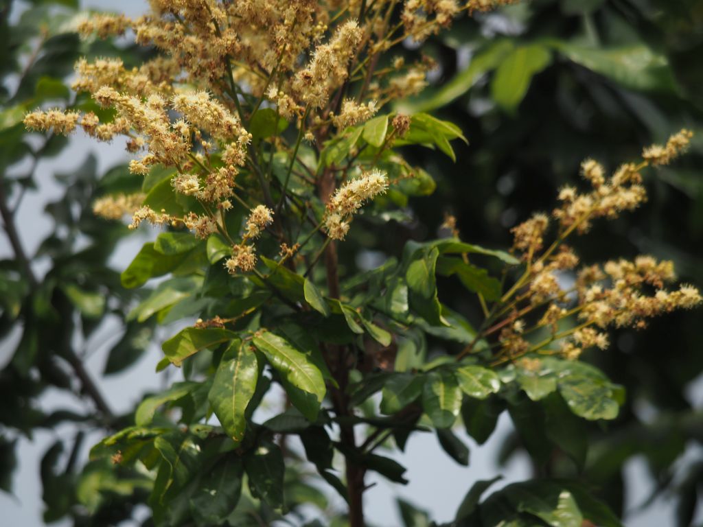 台湾の春、枝いっぱいに龍眼の花をつけた龍眼樹