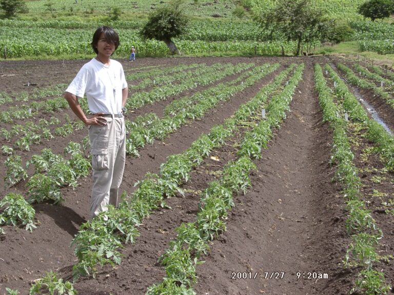 2001 年，周端政站在尼加拉瓜番茄田裡，周圍是整齊耕作的農地